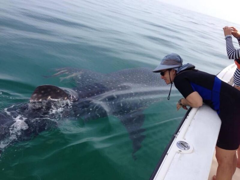 Cancun: Swim With Whale Sharks - Inclusions and Additional Costs