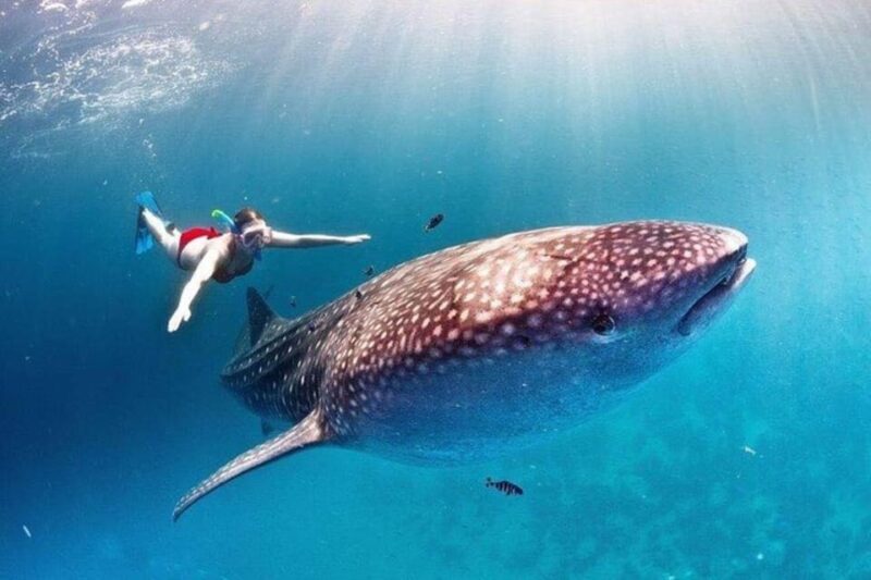 Cancun: Swim With Whale Sharks - Important Information