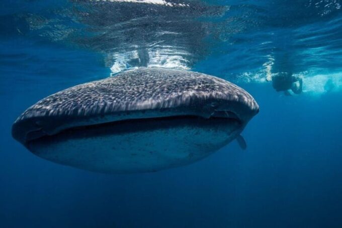 Cancun: Swim With Whale Sharks - Tour Availability