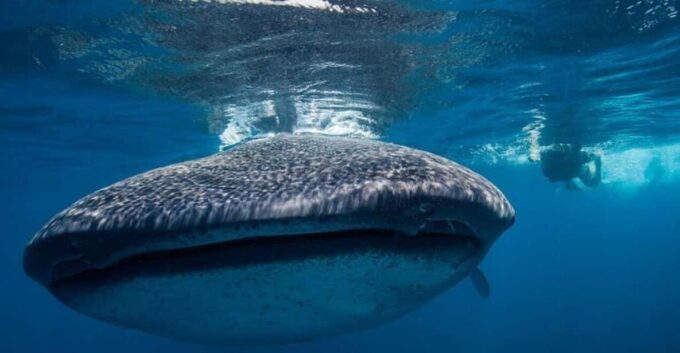 Cancun: Swim With Whale Sharks - Booking and Cancellation