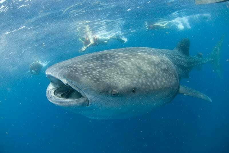Cancún: Swim with Whale Sharks - Exploring the Whale Shark Tour: A Deep Dive