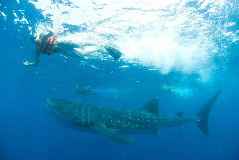 Cancún: Swim with Whale Sharks - What Reviewers Are Saying: Authentic Perspectives