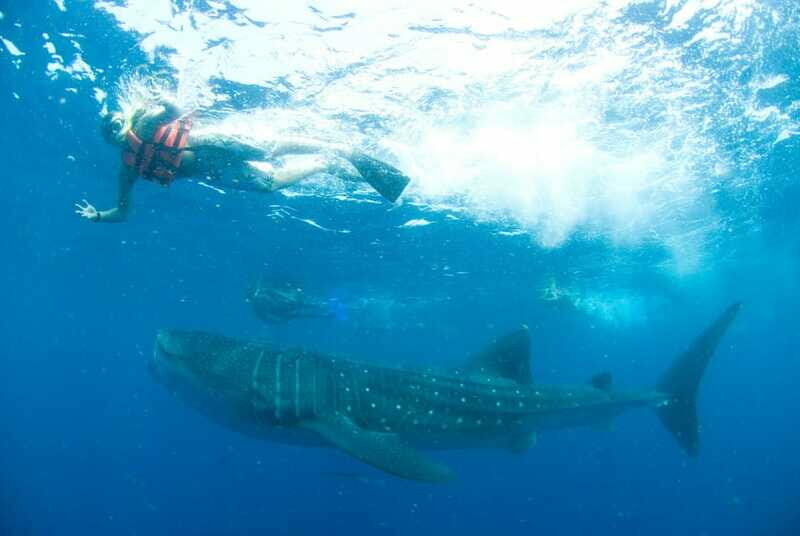 Cancún: Swim with Whale Sharks - Who Should Book This Tour?