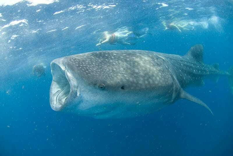 Cancún: Swim with Whale Sharks - FAQs
