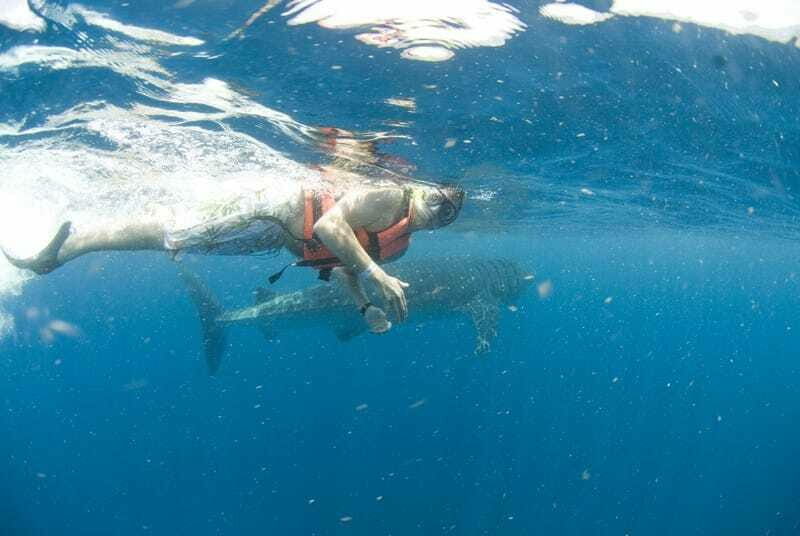 Cancún: Swim with Whale Sharks - Final Thoughts