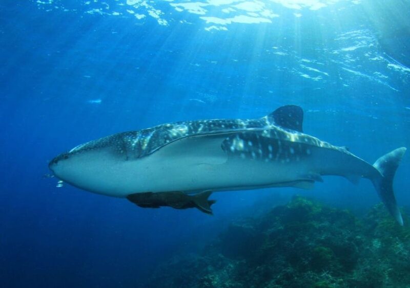 Cancun: Swim With Whale Sharks and Snorkel in a Coral Reef - Key Points