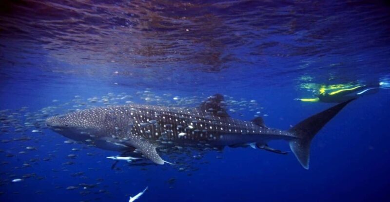 Cancun: Swim With Whale Sharks and Snorkel in a Coral Reef - Pricing and Reservation Details