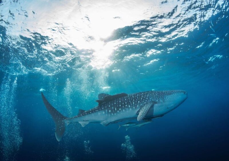 Cancun: Swim With Whale Sharks and Snorkel in a Coral Reef - Inclusions and Amenities
