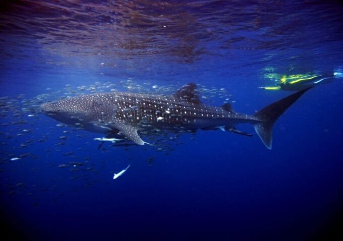 Cancun: Swim With Whale Sharks and Snorkel in a Coral Reef - Whale Shark Encounters