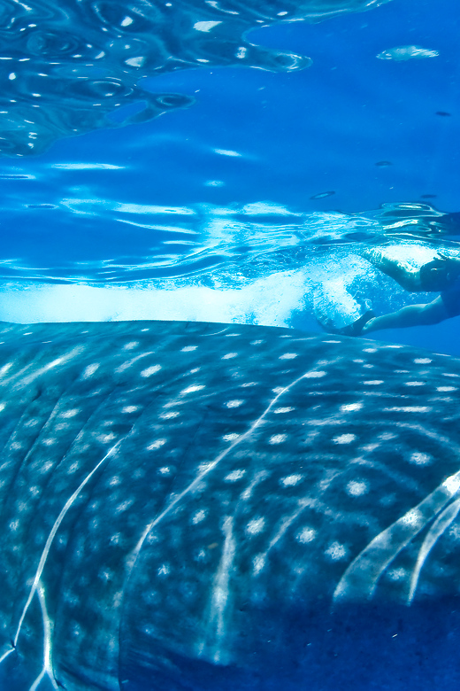 Cancun: Swim With Whale Sharks Boat Tour - Key Points