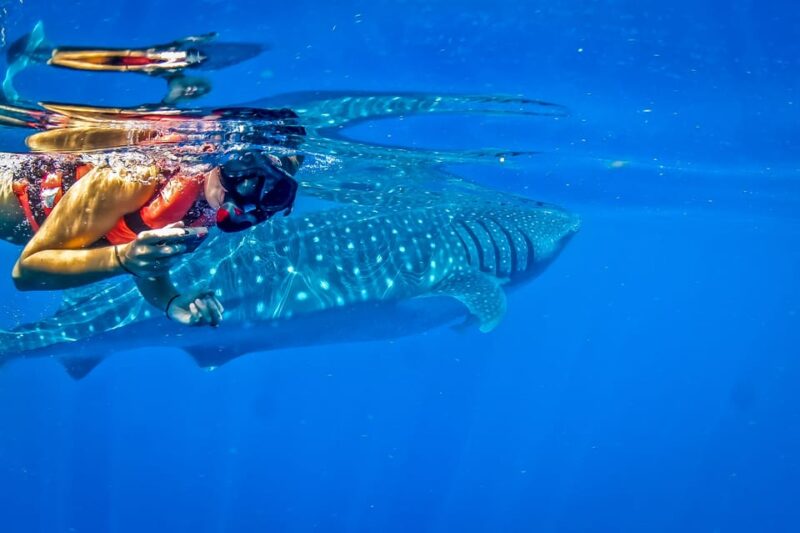 Cancun: Swim With Whale Sharks Boat Tour - Pricing and Booking