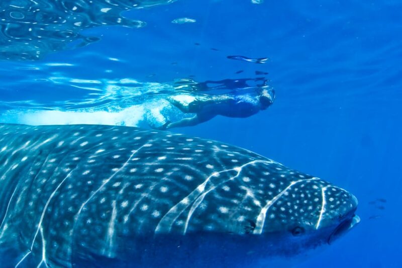 Cancun: Swim With Whale Sharks Boat Tour - Swim With Whale Sharks