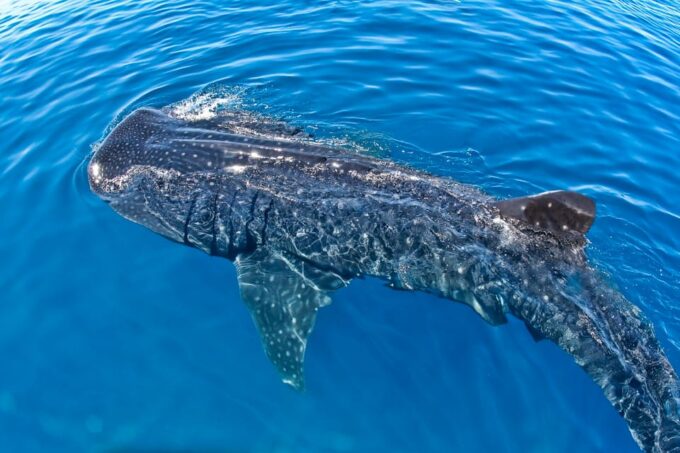 Cancun: Swim With Whale Sharks Boat Tour - Customer Reviews
