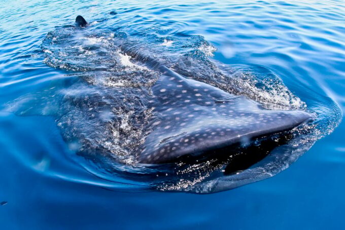 Cancun: Swim With Whale Sharks Boat Tour - Weather Considerations