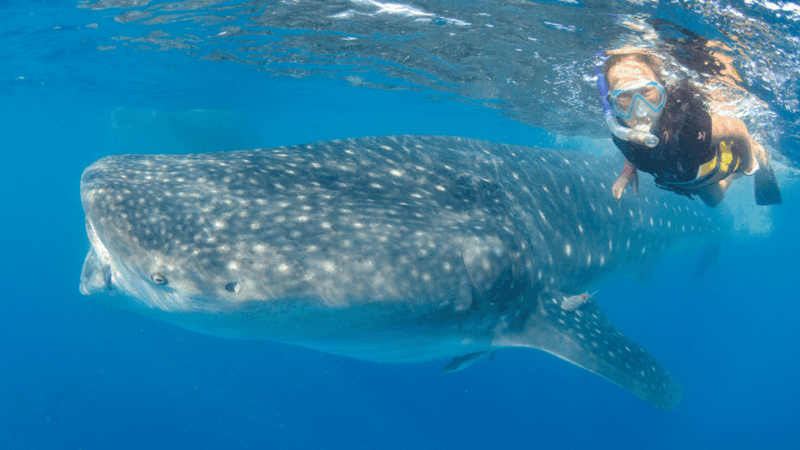 Cancún: Swim With Whale Sharks & Playa Norte Beach - What to Bring