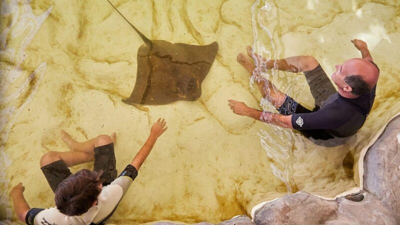 Cancun: Ticket for the Interactive Aquarium - Aquarium Highlights and Experiences