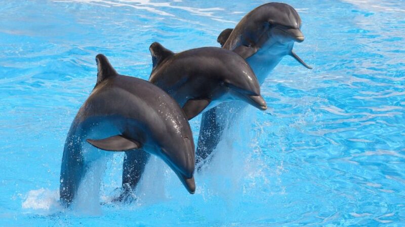 Cancun: Ticket for the Interactive Aquarium - Visitor Recommendations and Guidelines