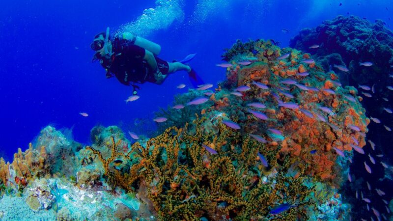 Cancún: Underwater Museum & Reef for Certified Scuba Divers - Key Points