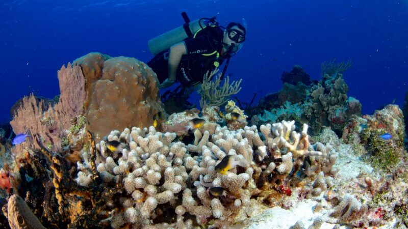Cancún: Underwater Museum & Reef for Certified Scuba Divers - Participant Requirements