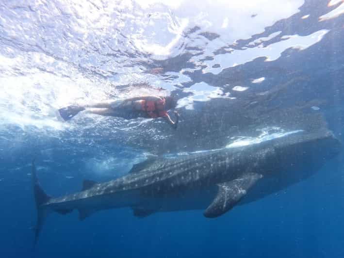 Cancun Whale Shark Adventure Tour - Key Points