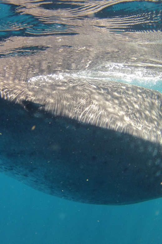 Cancun Whale Shark Adventure Tour - Experience Highlights