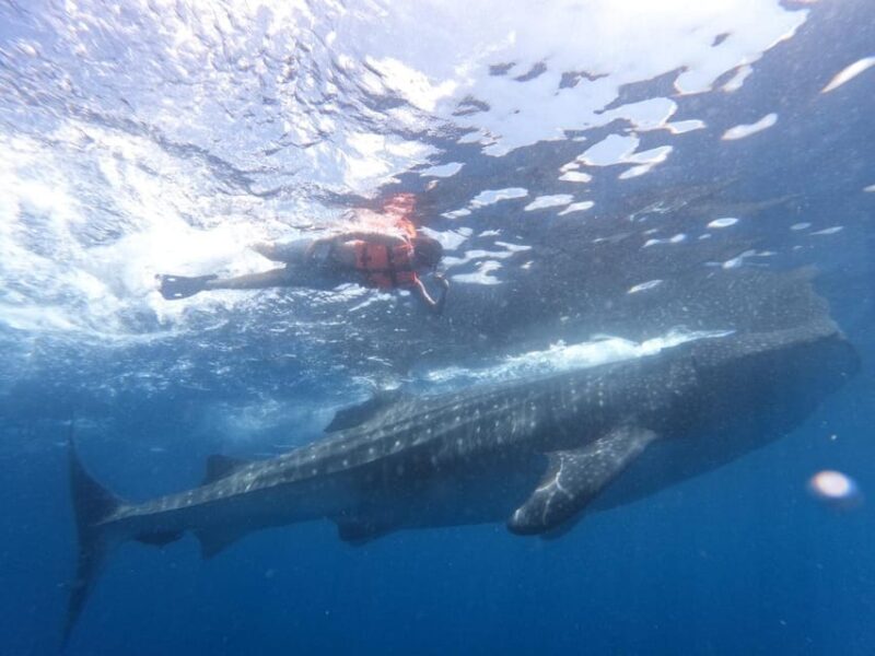 Cancun Whale Shark Adventure Tour - What to Bring and Restrictions