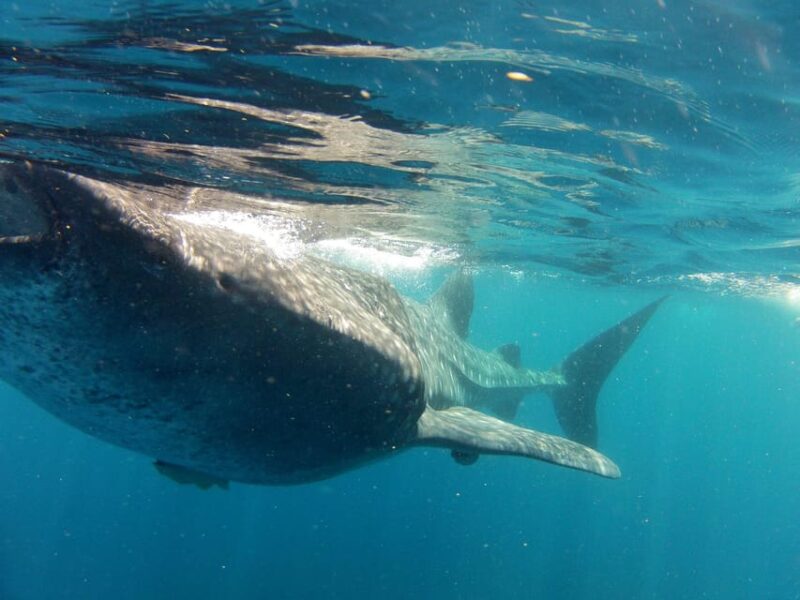 Cancun Whale Shark Adventure Tour - Important Information