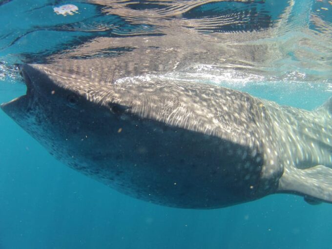Cancun Whale Shark Adventure Tour - Pickup and Dropoff