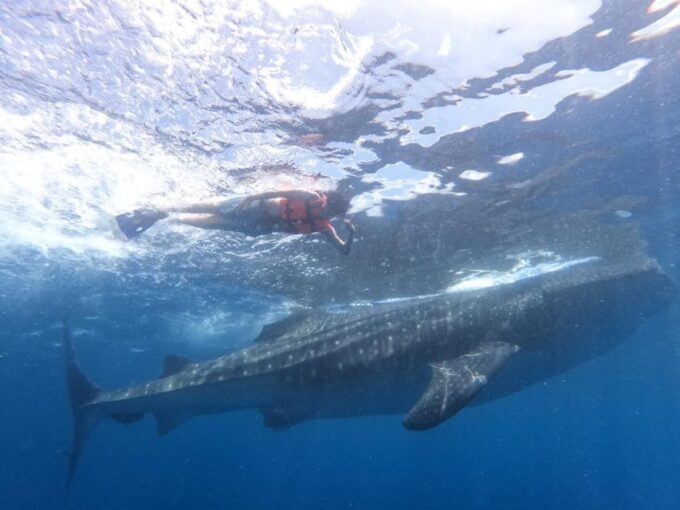Cancun Whale Shark Adventure Tour - Whale Shark Encounter