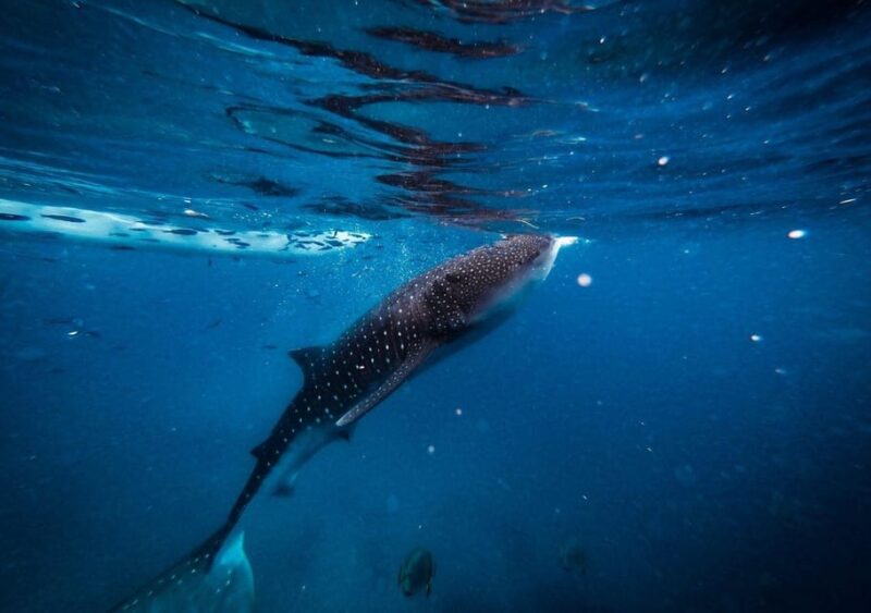 Cancun: Whale Shark Encounter and Snorkeling Experience - Itinerary and Activities