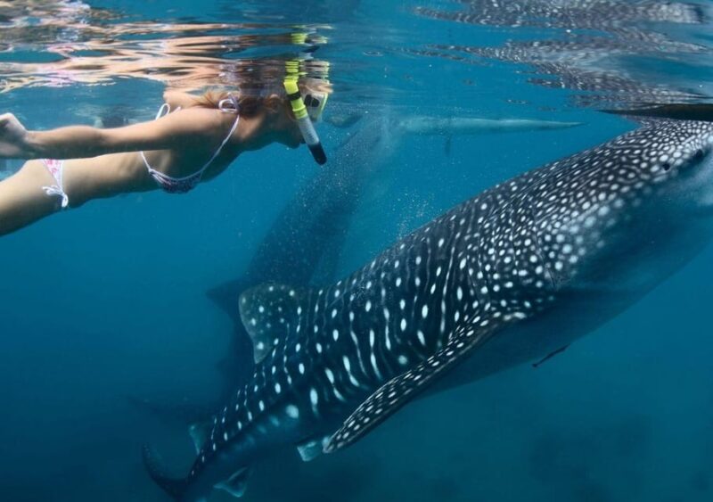 Cancun: Whale Shark Encounter and Snorkeling Experience - Inclusions