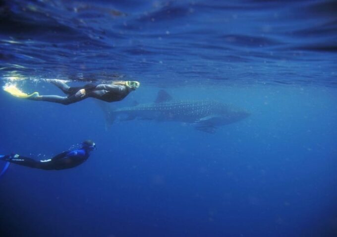 Cancun: Whale Shark Encounter and Snorkeling Experience - Frequently Asked Questions