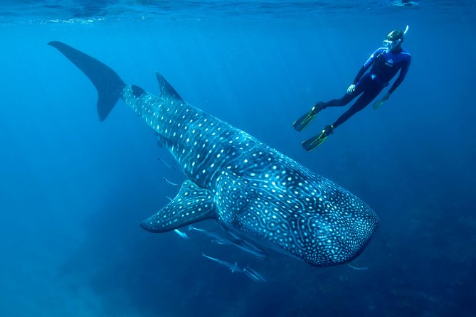 Cancun Whale Shark Encounter - Included in the Tour