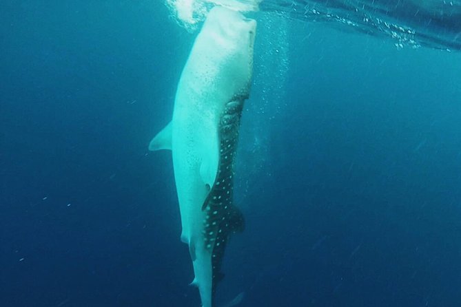 Cancun Whale Shark Encounter - Whale Shark Sighting
