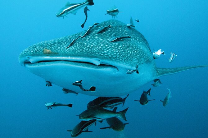Cancun Whale Shark Encounter - Considerations for Travelers
