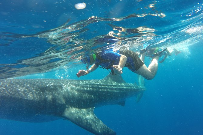 Cancun Whale Shark Encounter - Confirmation and Requests