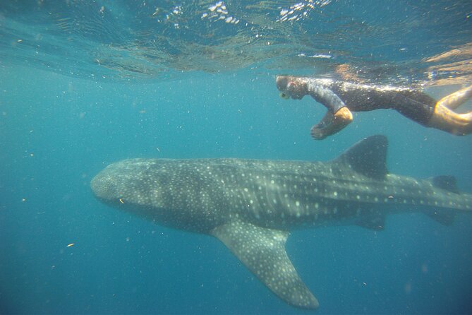 Cancun Whale Shark Encounter - Reviews and Excellence