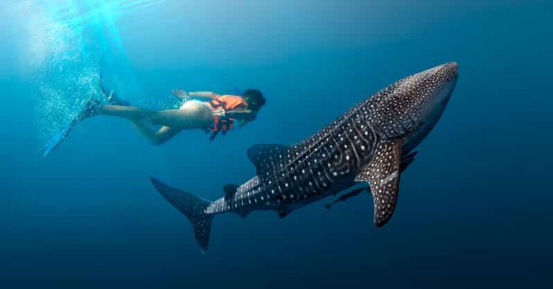 Cancun Whale Shark Experience With Snorkel & Transportation - Key Points