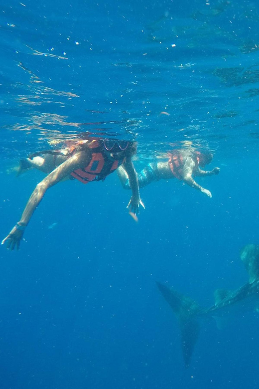 Cancun Whale Shark Experience With Snorkel & Transportation - Swim With Whale Sharks