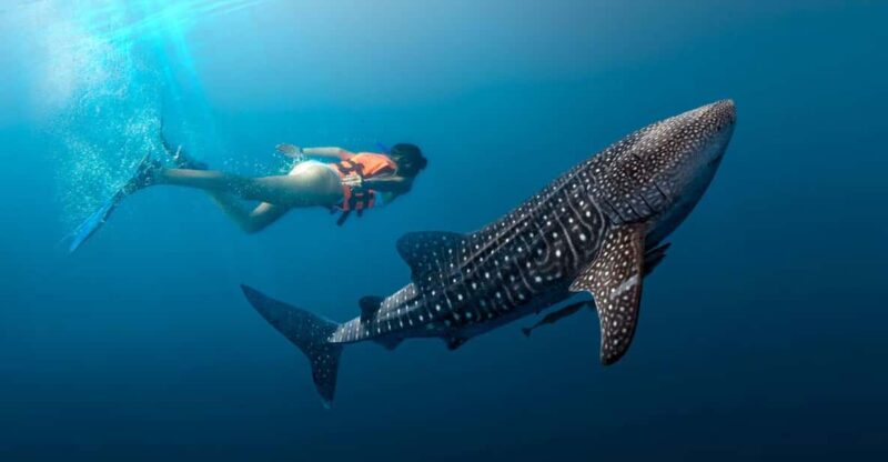 Cancun Whale Shark Experience With Snorkel & Transportation - Eco-Friendly Tour