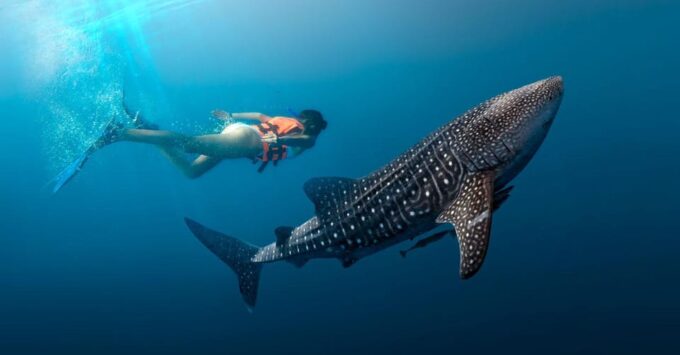 Cancun Whale Shark Experience With Snorkel & Transportation - Frequently Asked Questions