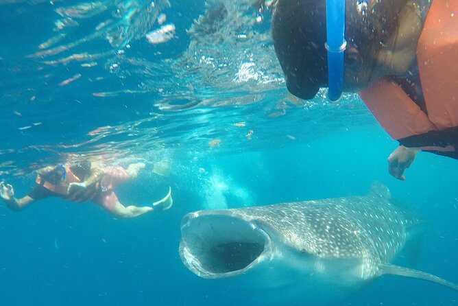 Cancun Whale Shark Experience With Snorkel & Transportation - Included Amenities