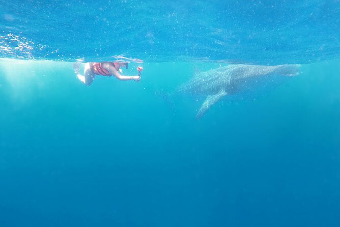 Cancun Whale Shark Experience With Snorkel & Transportation - Pricing and Booking