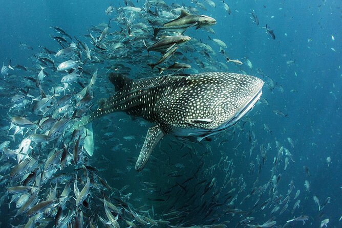 Cancun Whale Shark Experience With Snorkel & Transportation - Customer Feedback