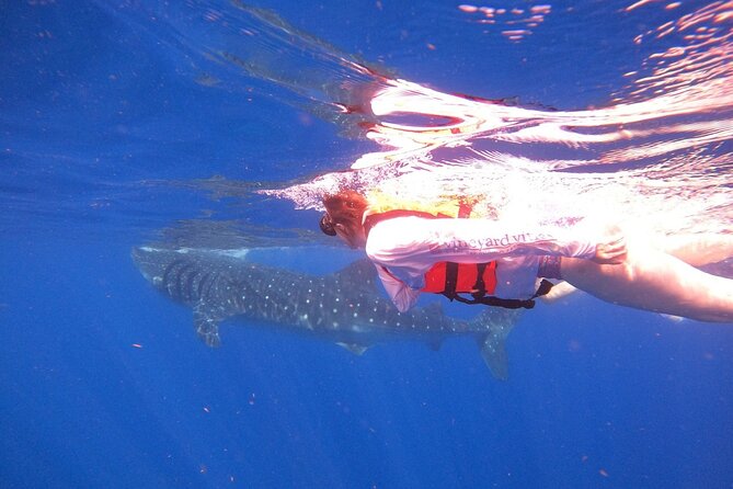 Cancun Whale Shark Experience With Snorkel & Transportation - Whale Shark Interaction
