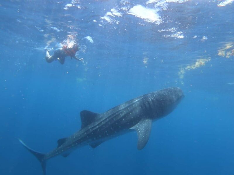 Cancun: Whale Shark Snorkeling Adventure Tour - Key Points