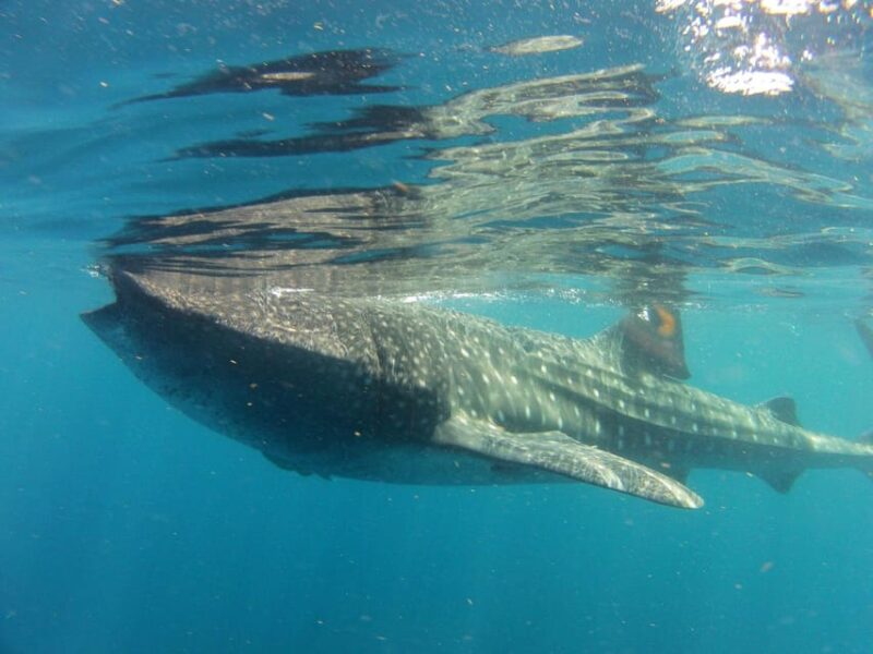 Cancun: Whale Shark Snorkeling Adventure Tour - Experience Highlights