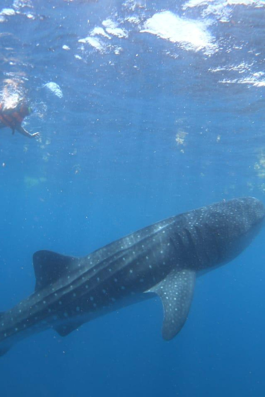 Cancun: Whale Shark Snorkeling Adventure Tour - Inclusions and Fees