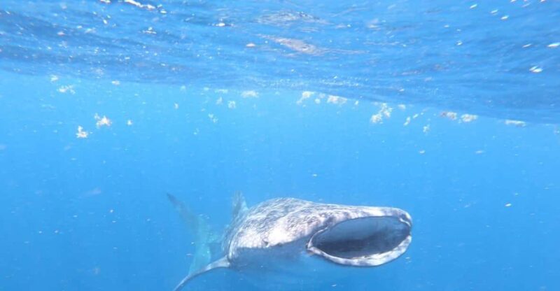Cancun: Whale Shark Snorkeling Adventure Tour - Whale Shark Season