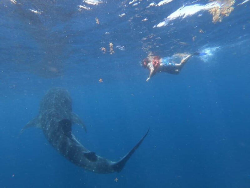 Cancun: Whale Shark Snorkeling Adventure Tour - Getting to the Meeting Point